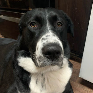 Meet your Posher, Yoshi